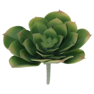 Botanical