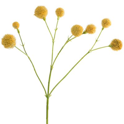 Botanical