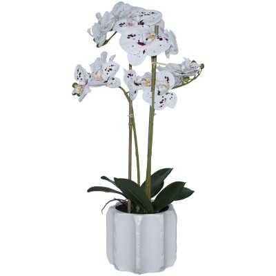 Botanical